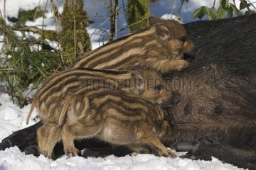 Wild boar and Piglets Schleswig-Holstein Germany