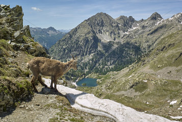 Alpine Ibex (Capra ibex) and snow  Pas des ladres  Mercantour National Park  Alps  France