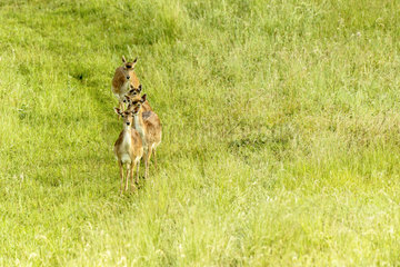 Fallow deers (Dama dama) walking in a meadow in spring  Picardie  France
