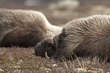Muskoxes resting in the tundra at spring Norway