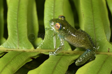 Leopard tree frog (Boophis sibilans)  Andasibe  Perinet  Region Alaotra-Mangoro  Madagascar