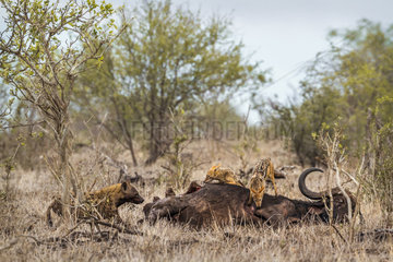 Spotted hyaena (Crocuta crocuta) and Black-backed jackal (Canis mesomelas) in Kruger National park  South Africa