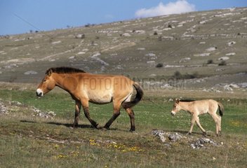 Mare and foal of Przewalski Causse Méjan the Cevennes France