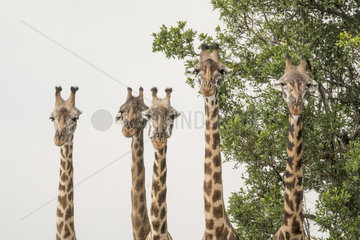 Masai Giraffe (Giraffa cameleopardalis tippelskirchi)  group portrait in the rain  Masai-Mara National Reserve  Kenya