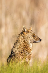 European jackal (Canis aureus moreoticus)  Danube Delta  Romania