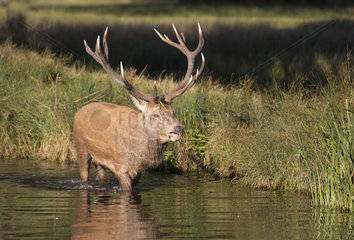 Red deer (Cervus elaphus) Red deer walking in a river  England   Autumn