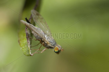 Safflower Fly (Acanthiophilus helianthi)  Regional Natural Park of Vosges du Nord  France