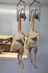 Organic chickens hanging after slaughter  Provence  France