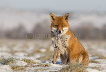 Red fox (Vulpes vulpes) sitting in a meadow  England