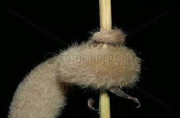 Prehensile tail of a Silky Anteater French Guiana