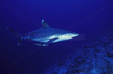 Silvertip shark escorted by a Remora Tuamotu