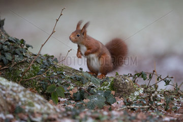 Red squirrel (Sciurus vulgaris) on ground in winter  Ardennes  Belgium