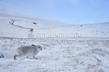 Mountain hare (Lepus timidus) standing amongst snow  Cairngorm  Scotland