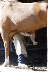 Kuhjunge posiert Eisen auf dem Schuh eines Pferdes Oregon in den USA