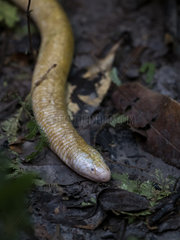 Giant Amphisbaena  aka Giant Worm-lizard (Amphisbaena alba)  on rainforest floor  Amazonas  Brazil  June