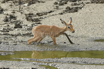 Impala (Aepyceros melampus) Young impala crossing the mud to come to drink  Kruger NP  South Africa
