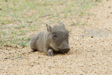 Warthog (Phacochoerus aethiopicus) young at rest  Kruger NP  South Africa