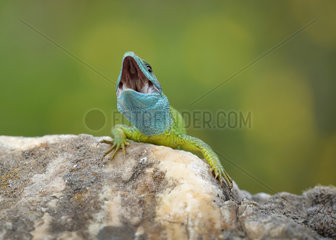 European green lizard (Lacerta viridis) open mouth  Bulgaria