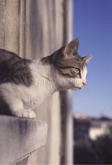 Grau -weißes Kätzchen am Rand eines Fensters