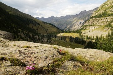 Granges Valley Jausiers in den Alpen häufig
