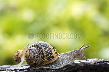 Small Brown gardensnail climbing on an adult shell