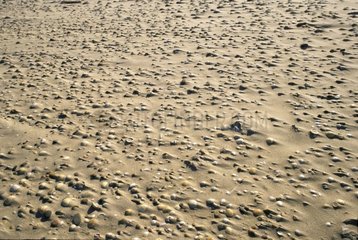 Coquillages sur une plage de sable du Portugal