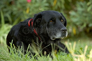 Old black dog lying in the grass France