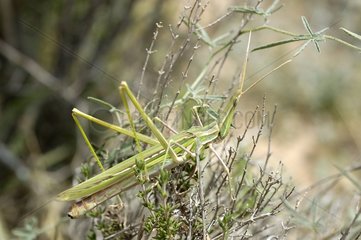 Mediterranean Slant-faced Grasshopper Cabo de Gata Spain