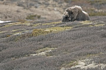 Muskox resting in the tundra Norway