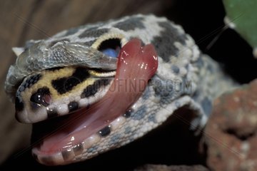 Gecko léopard muant Moyen Orient