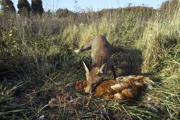 Red fox killing a hen on its nest