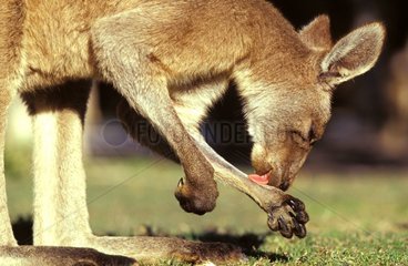 East Grey Känguru lecken NSW Australien