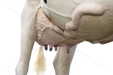 Udder of a Holstein cow and mammal vein