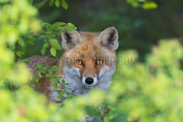 Portrait of Red Fox (Vulpes vulpes) on a hedge in spring  Hesse  Germany