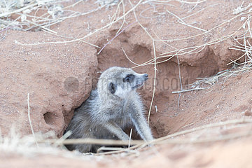 Meerkat or suricate (Suricata suricatta)  at the entrance of the den  Kalahari Desert  South African Republic