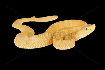 Colombia Lancehead Pitviper (Bothrops colombiensis) on black background