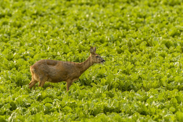 Roe deer (Capreolus capreolus) eating in a field in spring  Nointel  Picardie  France