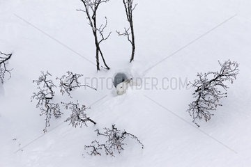 Mountain Hare (Lepus timidus) sleeping at covert in white winter coat in the Alps  Valais  Switzerland.