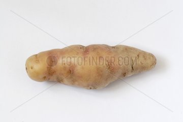 Potato Corne de Gate