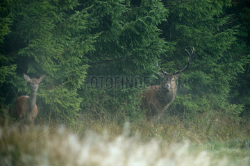 Red deer (Cervus elaphus) Male and hind in the rain at the forest edge in autumn  Ardennes  Belgium