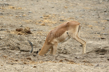 Impala (Aepyceros melampus) coming to drink at a hole dug by elephants during drought.  Kruger NP  South Africa