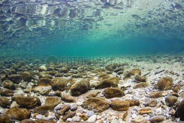 Underwater landscape  slow moving  in the clear waters of the river livelyt Guiers   Pont Saint-Martin  Savoie  France