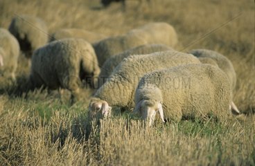 Herd of sheep grazing in a field