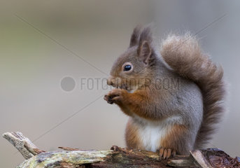 Red squirrel (Sciurus vulgaris) eating  Scotland
