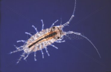 Planktonique larva of sea Louse
