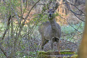 Roebuck (Capreolus capreolus)  male in spring forest feeding on leaves and buds  Doubs (25)  France
