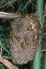 Social wasps on their nest
