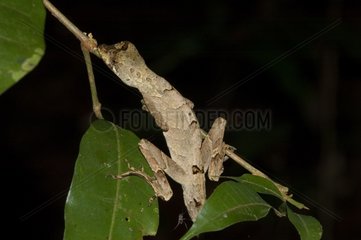 Anolis Lizard on a branch Guyana