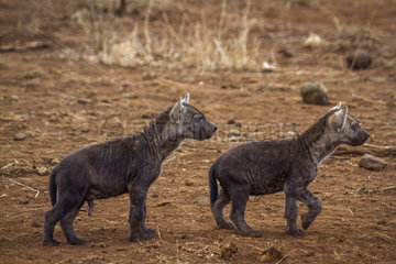 Young Spotted hyaenas (Crocuta crocuta) in Kruger National park  South Africa
