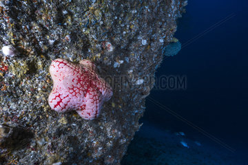 Pumpkin sea star (Astrosarkus sp.) attached to rock wall  90 meters depth  indian Ocean  Mayotte. Possibly new species.